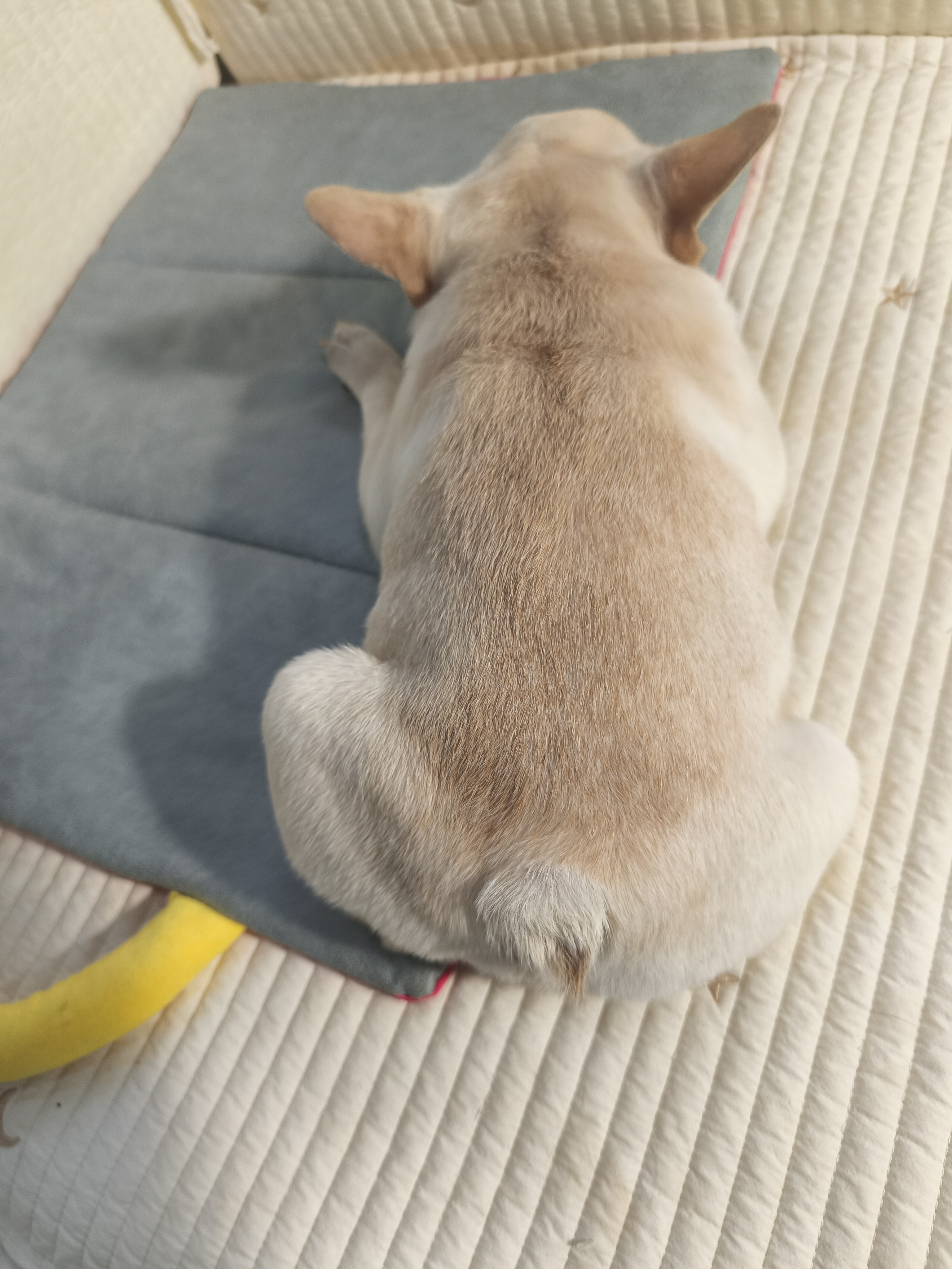 呆呆 萌萌 可爱的小法斗